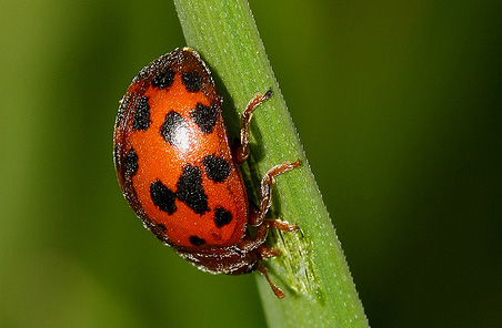 Subcoccinella 24-punctata - Ladybirds species | CHIAMAIAS JISHEBI | ჭიამაიას ჯიშები